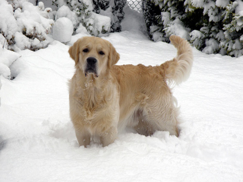 Schaut mal wie hoch der Schnee liegt !!